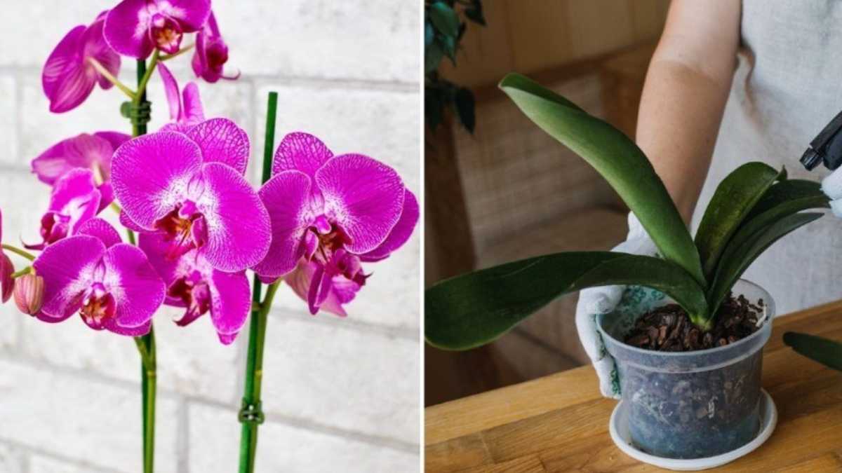 Keep orchids beautiful and blooming year-round