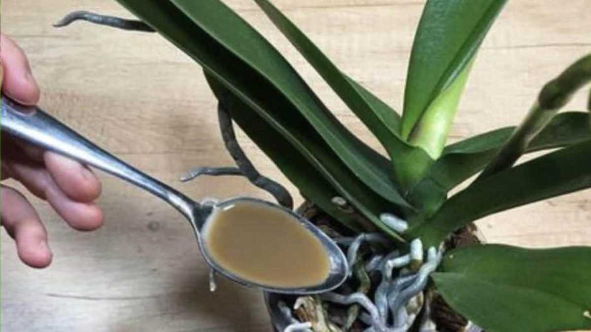 One Teaspoon of This Ingredient Is Enough for Your Plants to Bloom