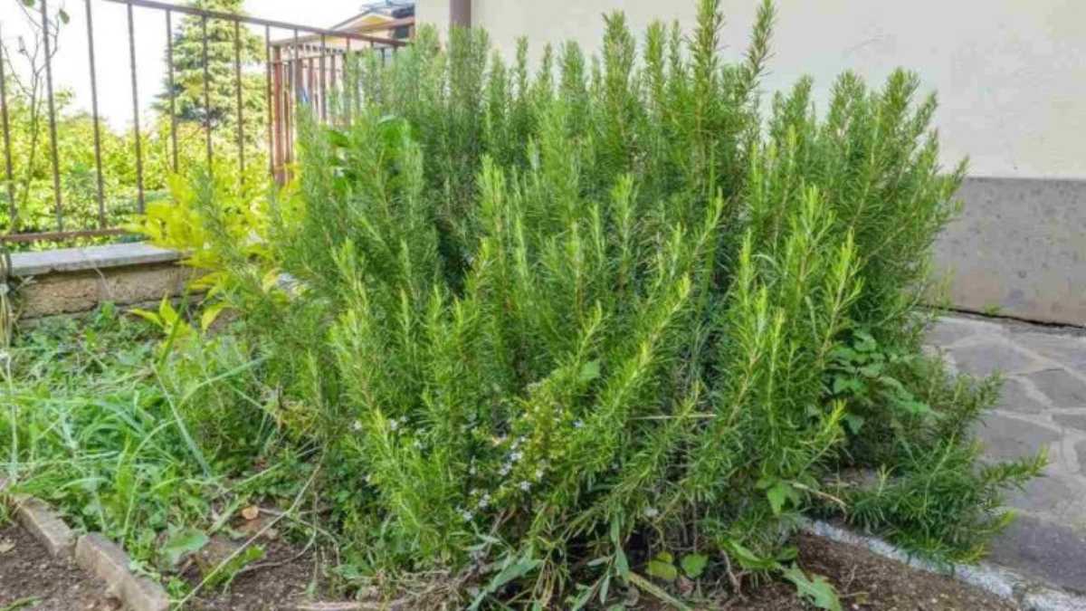 Planting, Growing, and Harvesting Rosemary Plants