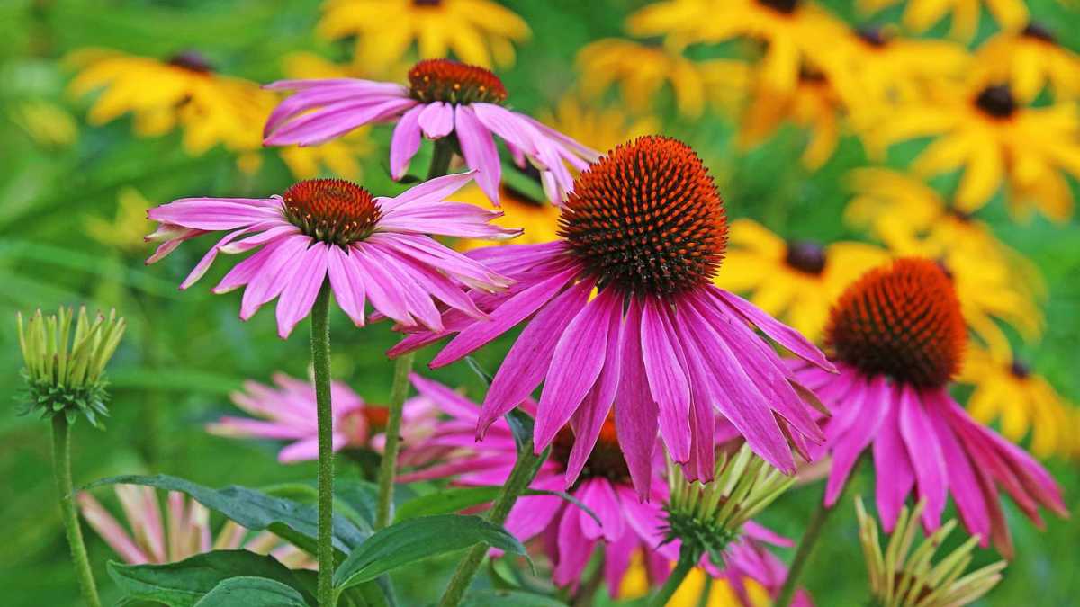 The Coneflower Has Suddenly Disappeared from the Garden: 4 Possible Reasons for This