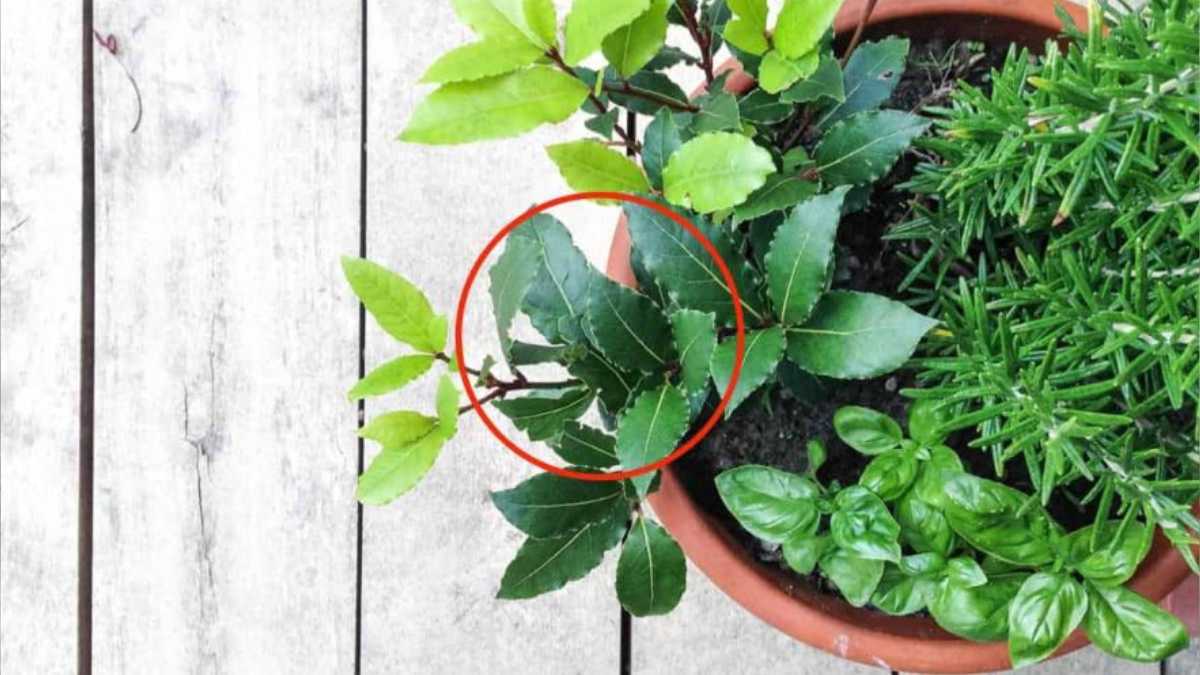 Tricks to Have a Lush and Everlasting Laurel Seedling on Your Home Balcony