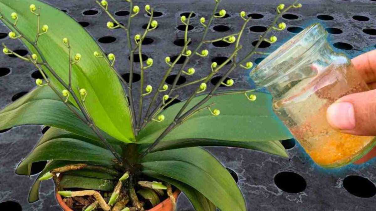 Water All Plants with This Water: Even the Driest Flowers Bloom
