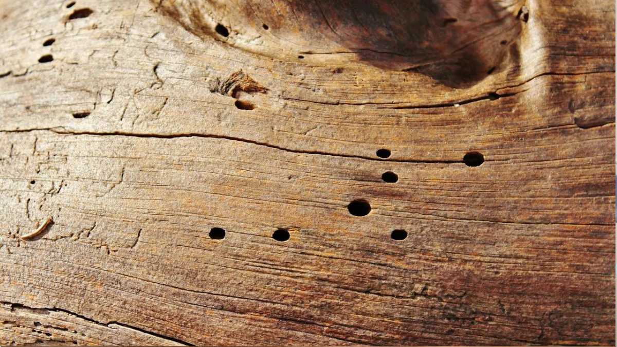 3 Ways to Treat Woodworm