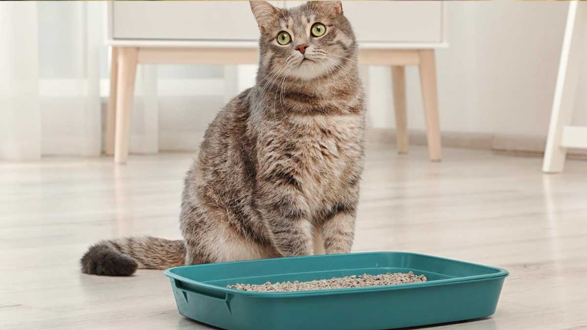 Best and Worst Spots for Your Cat’s Litter Box