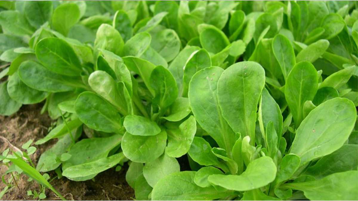 Growing Lamb's Lettuce: Care and Planting Advice