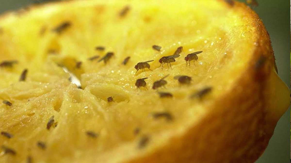 How to Attract and Kill Fruit Flies in Your Home, Instantly
