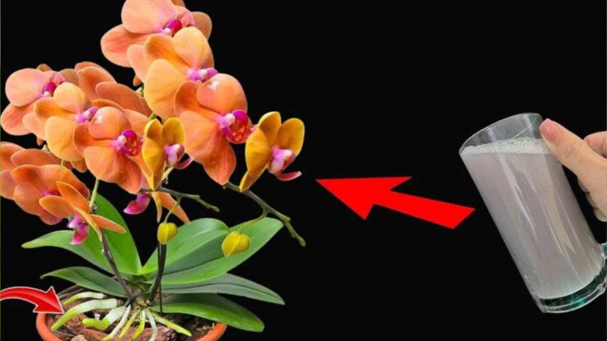 How to Correctly Fertilize All Your Plants