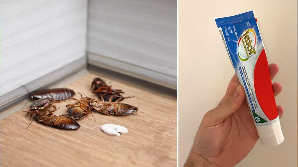 How to Get Rid of Cockroaches with Toothpaste