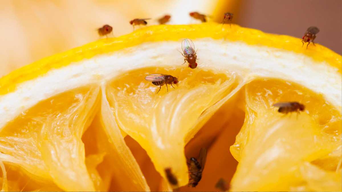 How to Get Rid of Fruit Flies, Once and for All