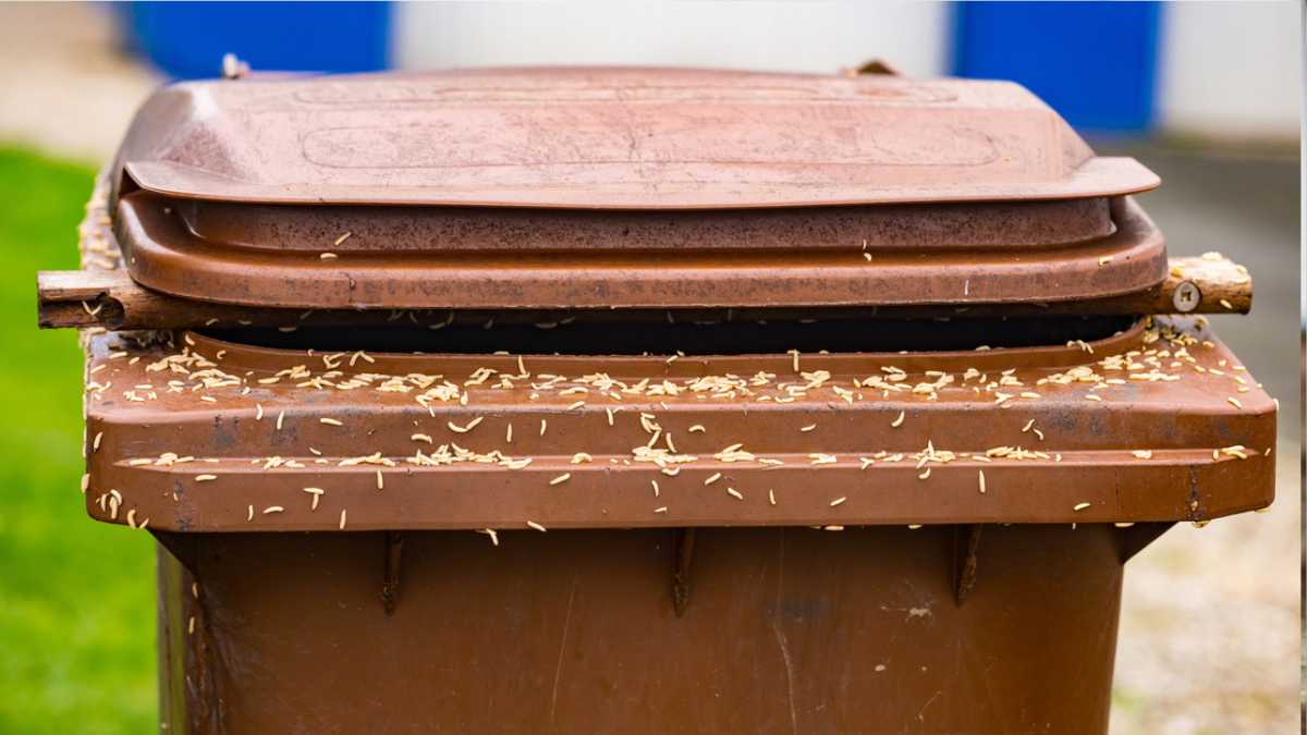 How To Get Rid of Maggots In Your Garbage Can
