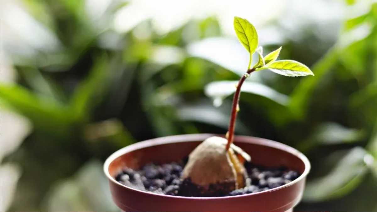 How to Grow an Avocado from Seed (Easy Method)