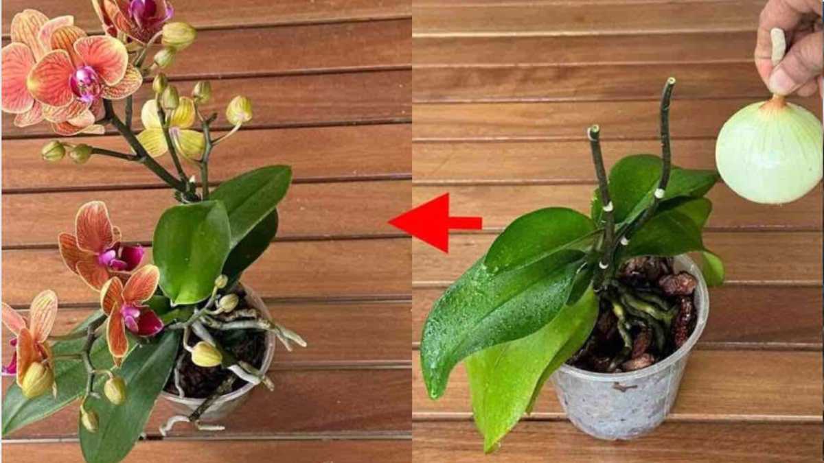 How to Help Your Orchid Rebloom