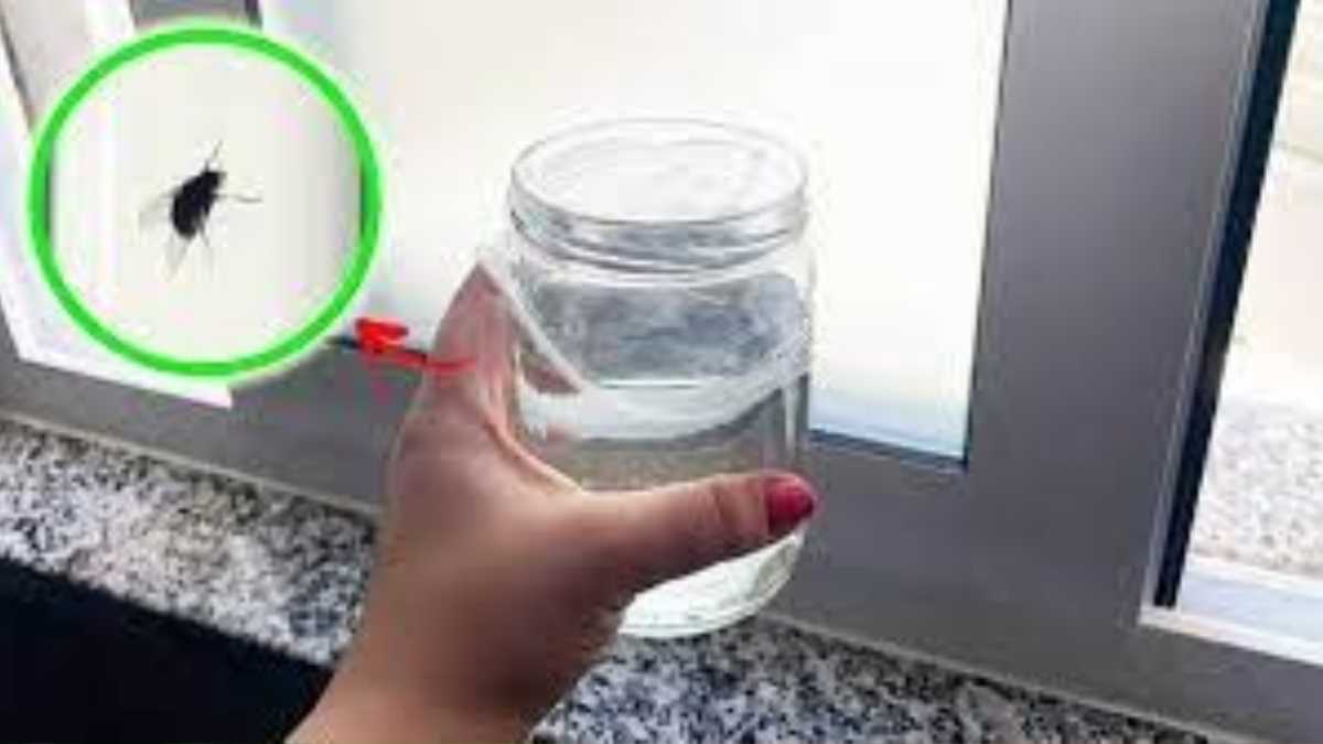 How to Keep Flies Away with a Glass