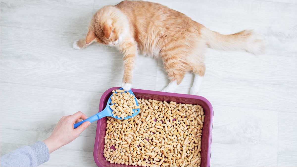 How To Make Your Own DIY Cat Litter: 6 Simple Ways