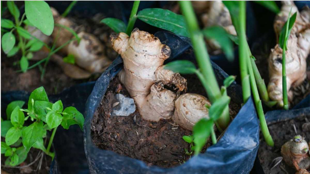 How to Plant and Grow Ginger in Your Home Garden