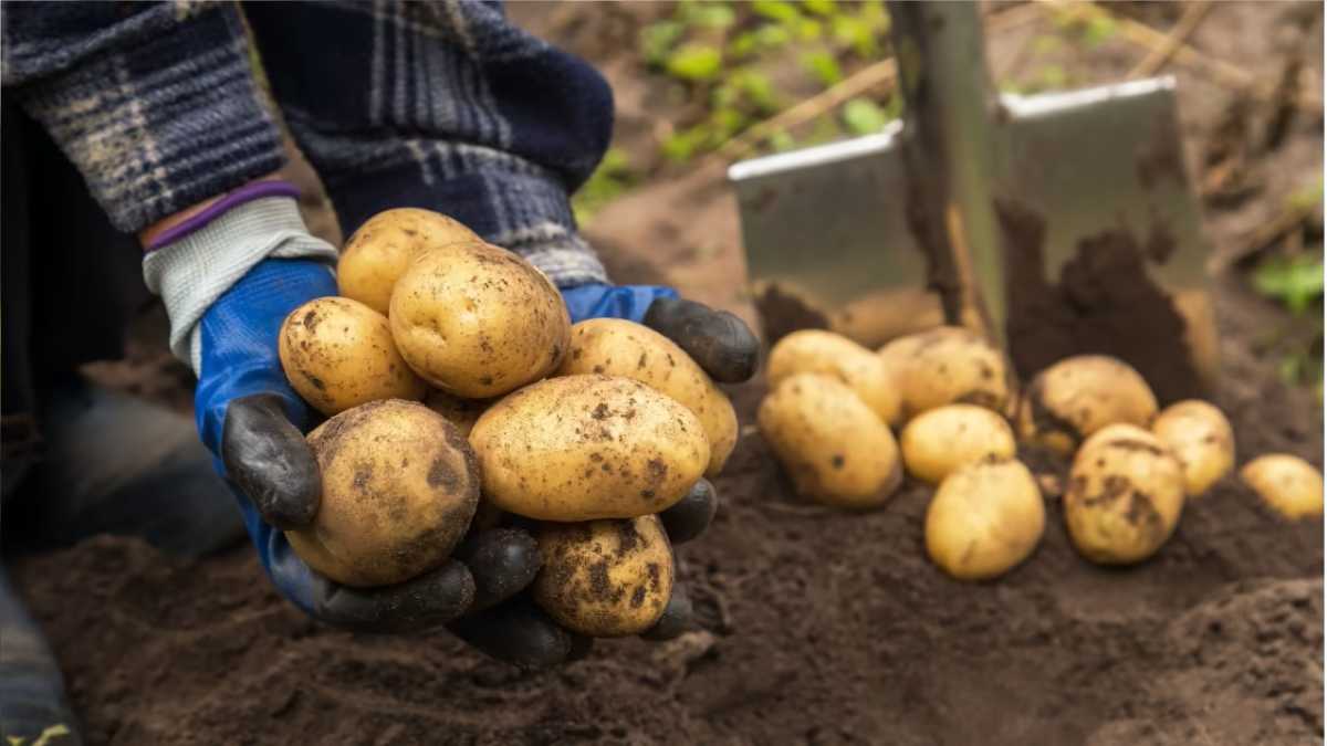 How to Recognize the Optimal Time to Harvest Potatoes