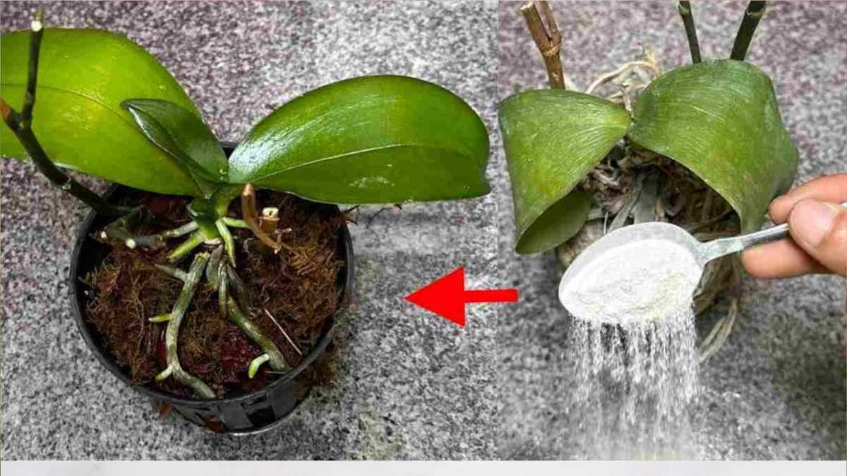 How to Revive a Dying Plant