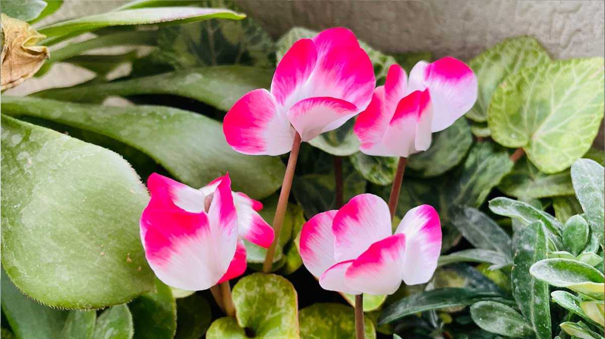 How To Take Care Of Cyclamen Plants