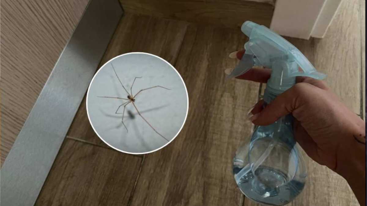 One Simple Remedy to Get Rid of All Spiders from Your Home