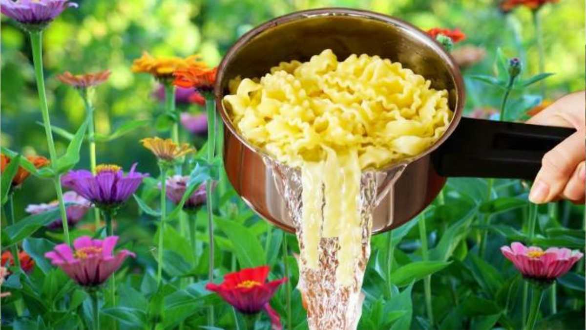 Pasta Water for Plants: Give Your Plants a Perfect Boost