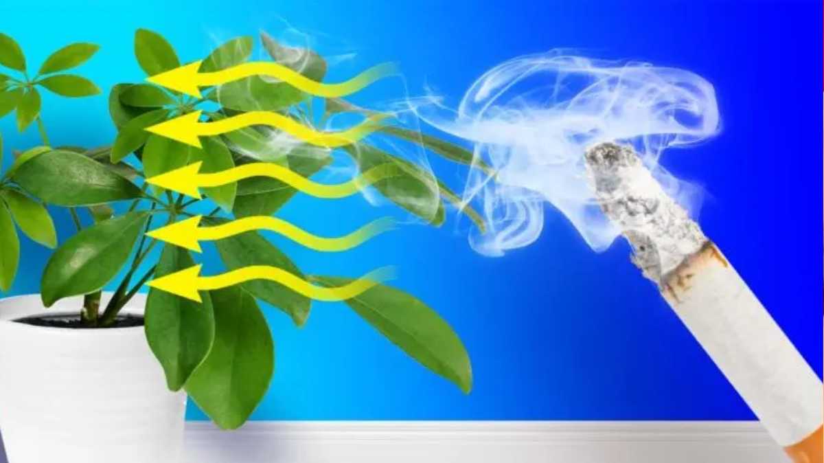 The Five Best Plants for Killing Cigarette Smells