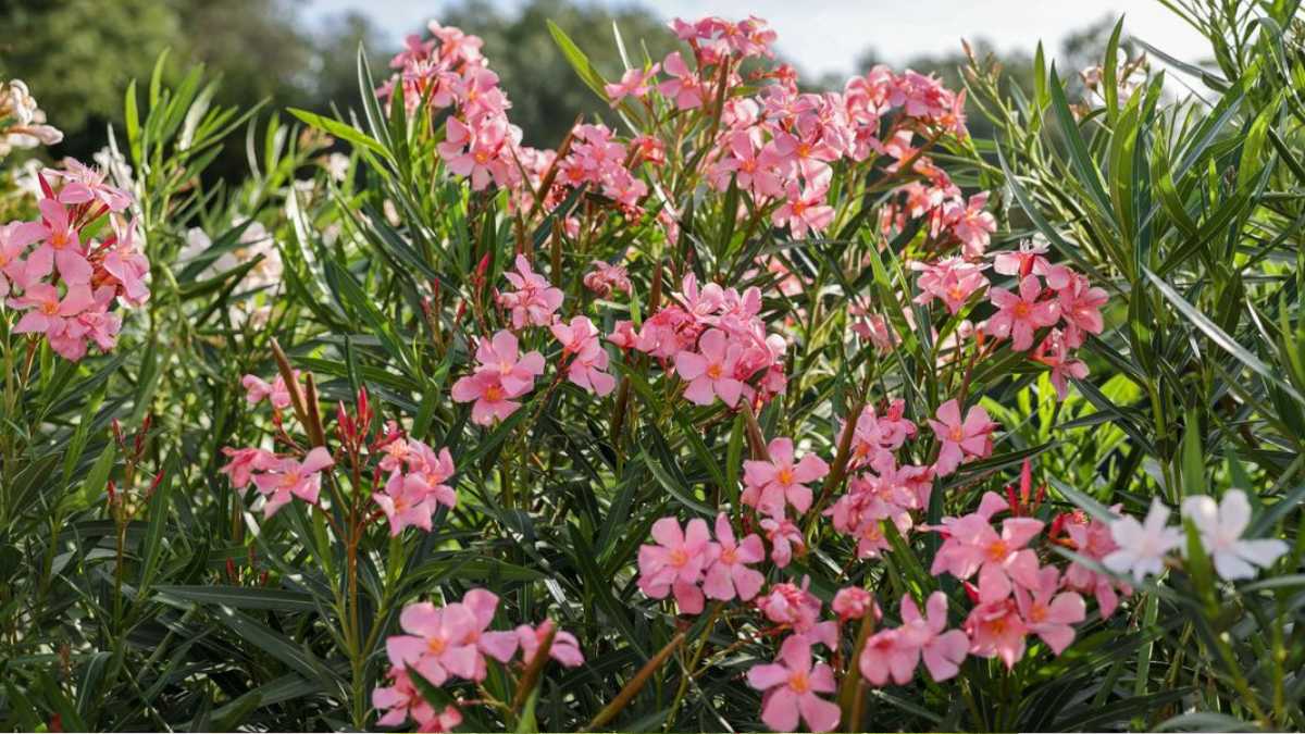 Tips and Tricks for a Full Bloom for Your Oleander