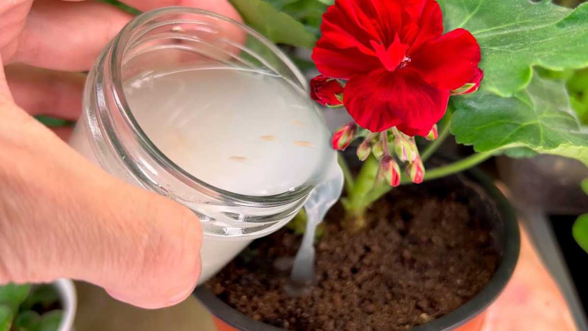 Using Rice Water on Plants: The Benefits Explained