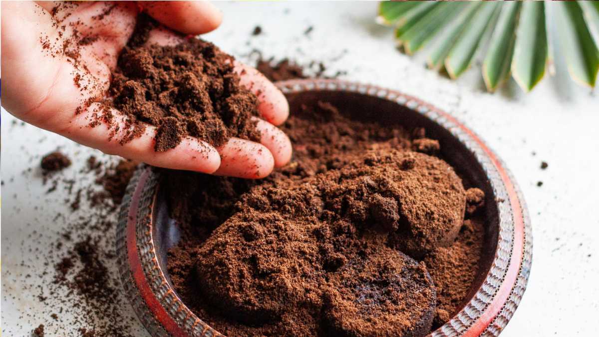 What to do with used coffee grounds – 5 ideas to try