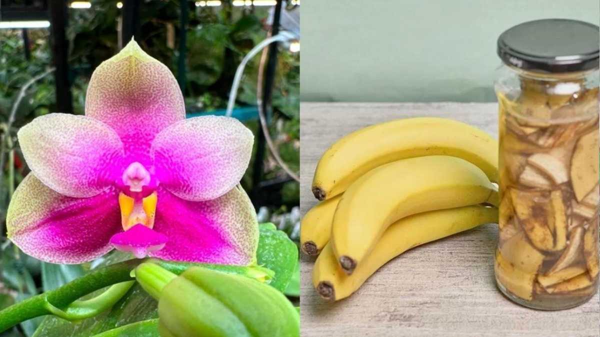 What to Know About Banana Water for Plants