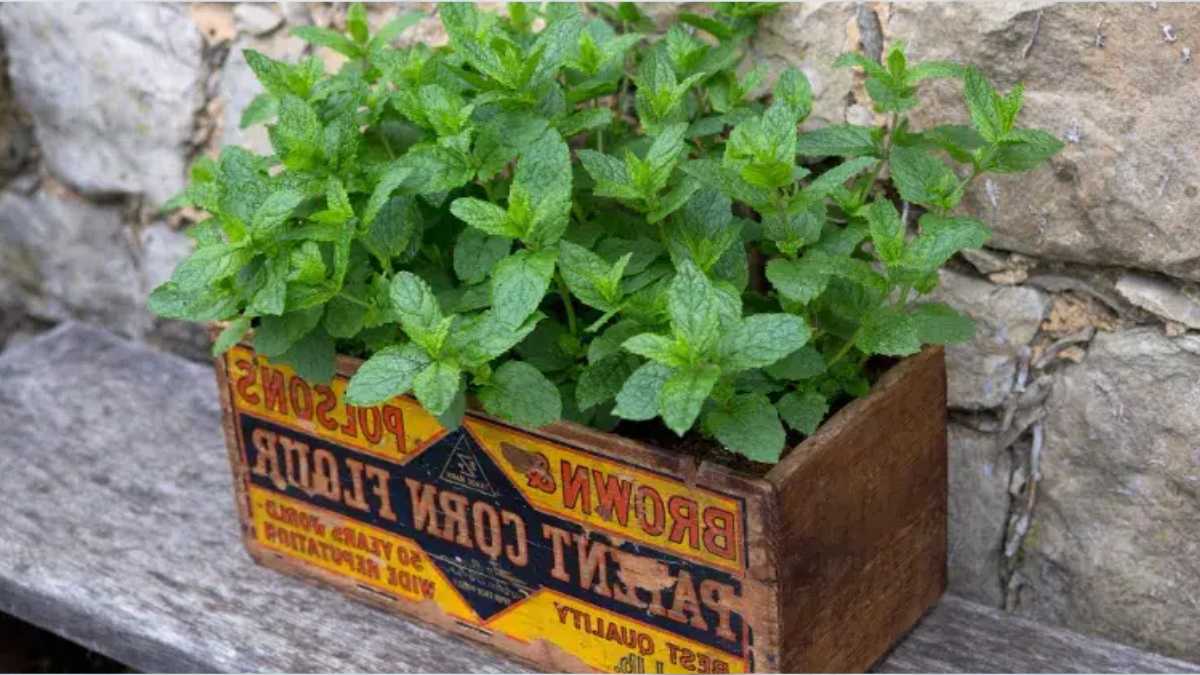 When and How to Plant Mint in Pots or Outdoors?