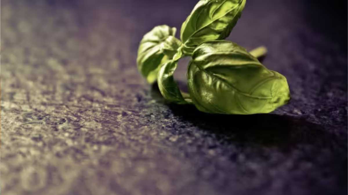 Why Your Basil Is Dying?
