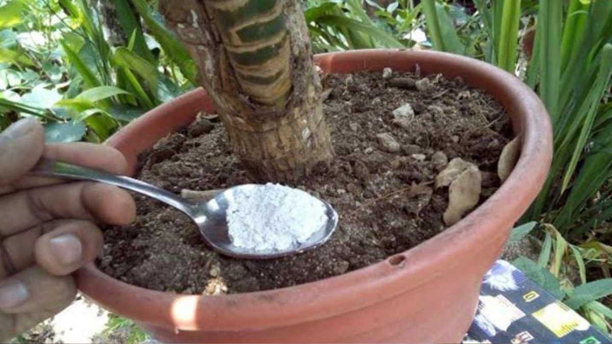 1 teaspoon is enough to have a guaranteed bloom on all plants