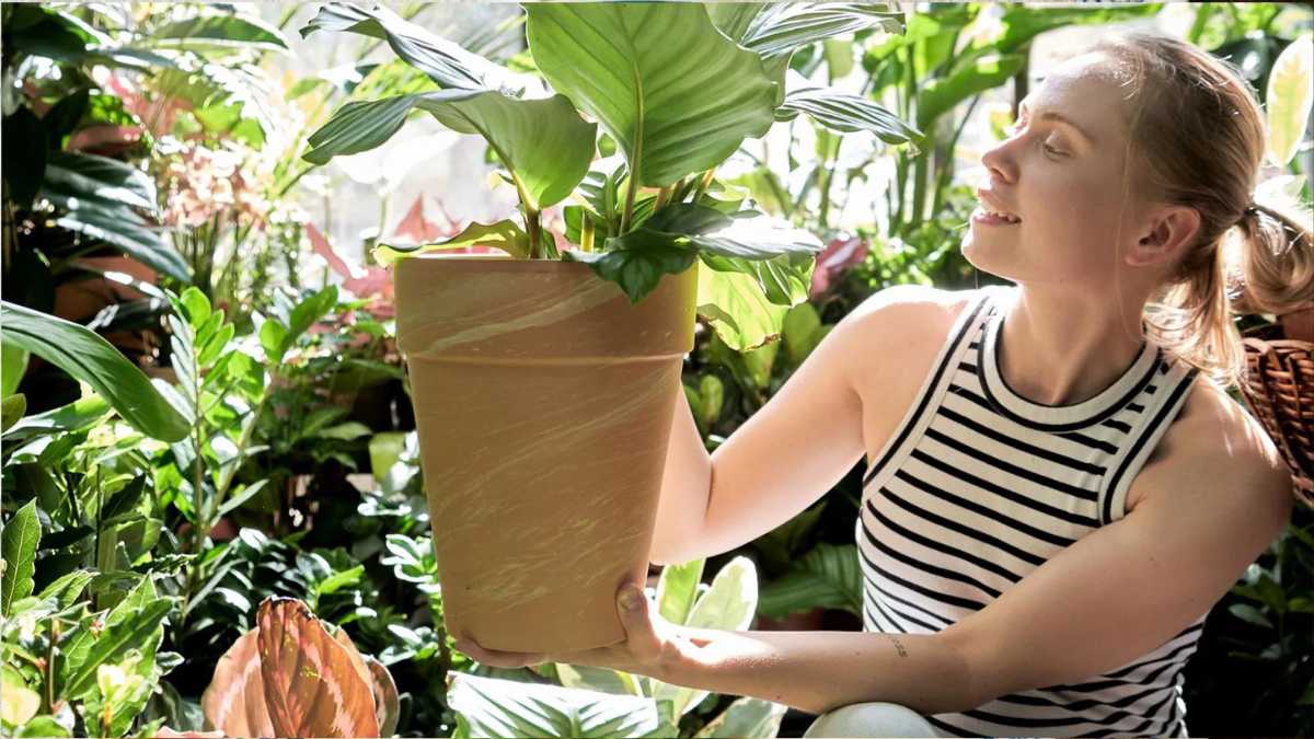 7 Tips To Perfectly Repotting Your Plants