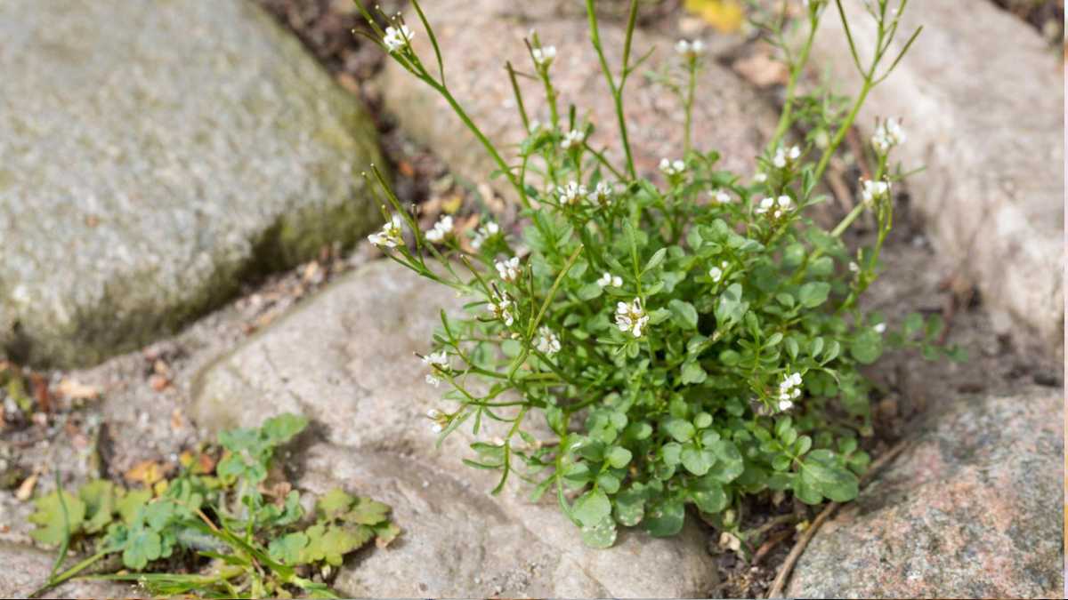 Don't throw away potato water – it's a first-class home remedy for weeds