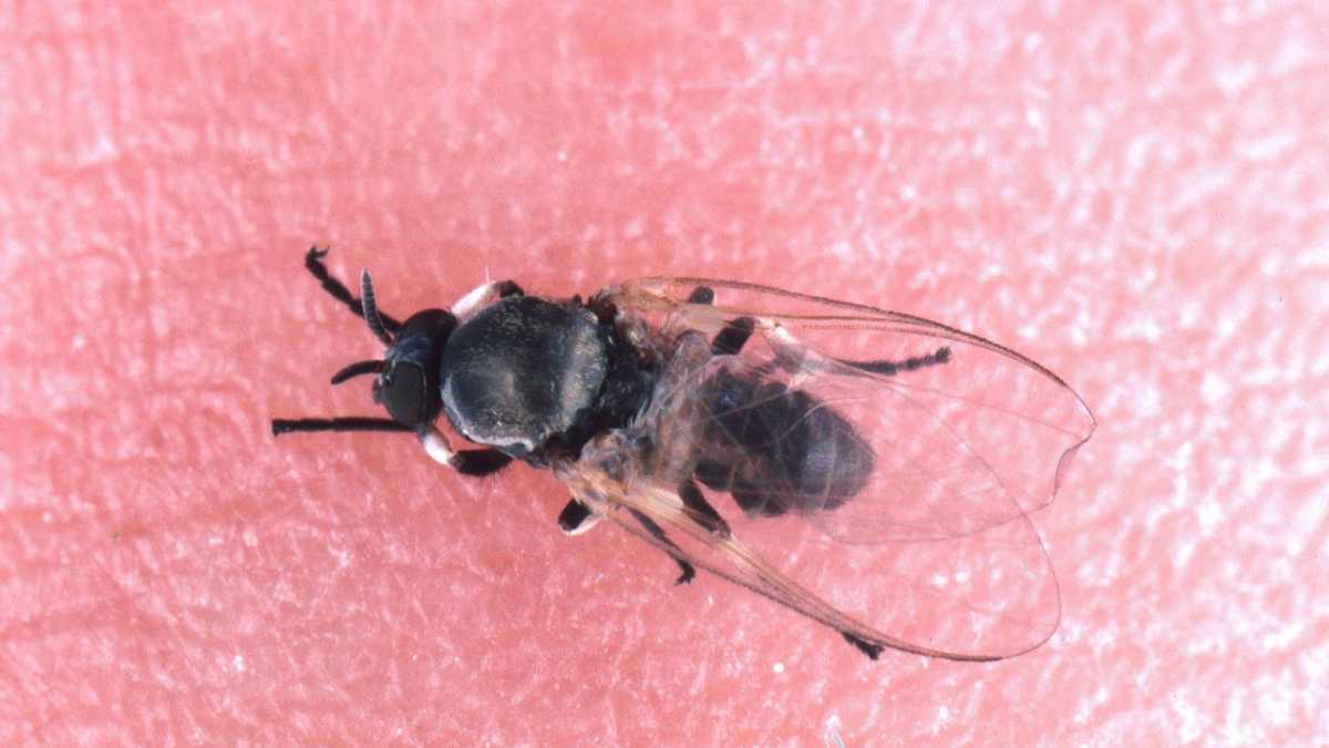 Black Fly Bites | Best Prevention & Best Treatment