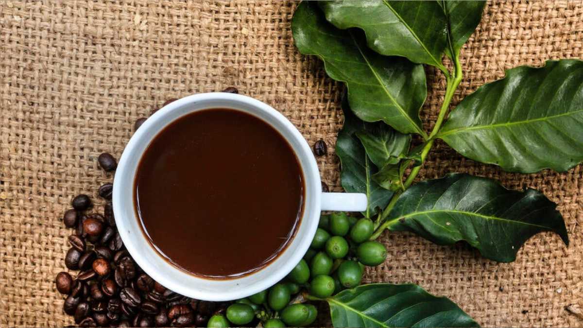 Can You Grow Your Own Coffee At Home?