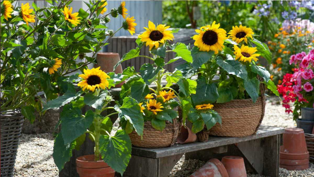 Growing Sunflowers in Pots: A Step-by-Step Guide