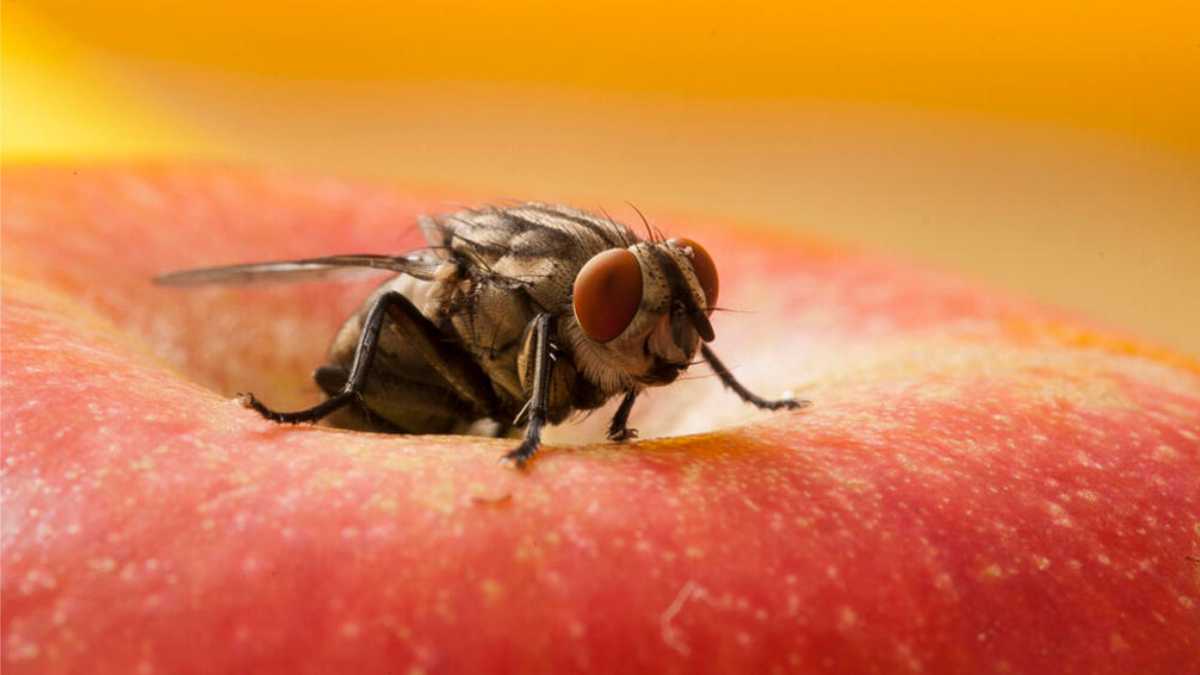 Home remedies to get rid of flies: according to pros