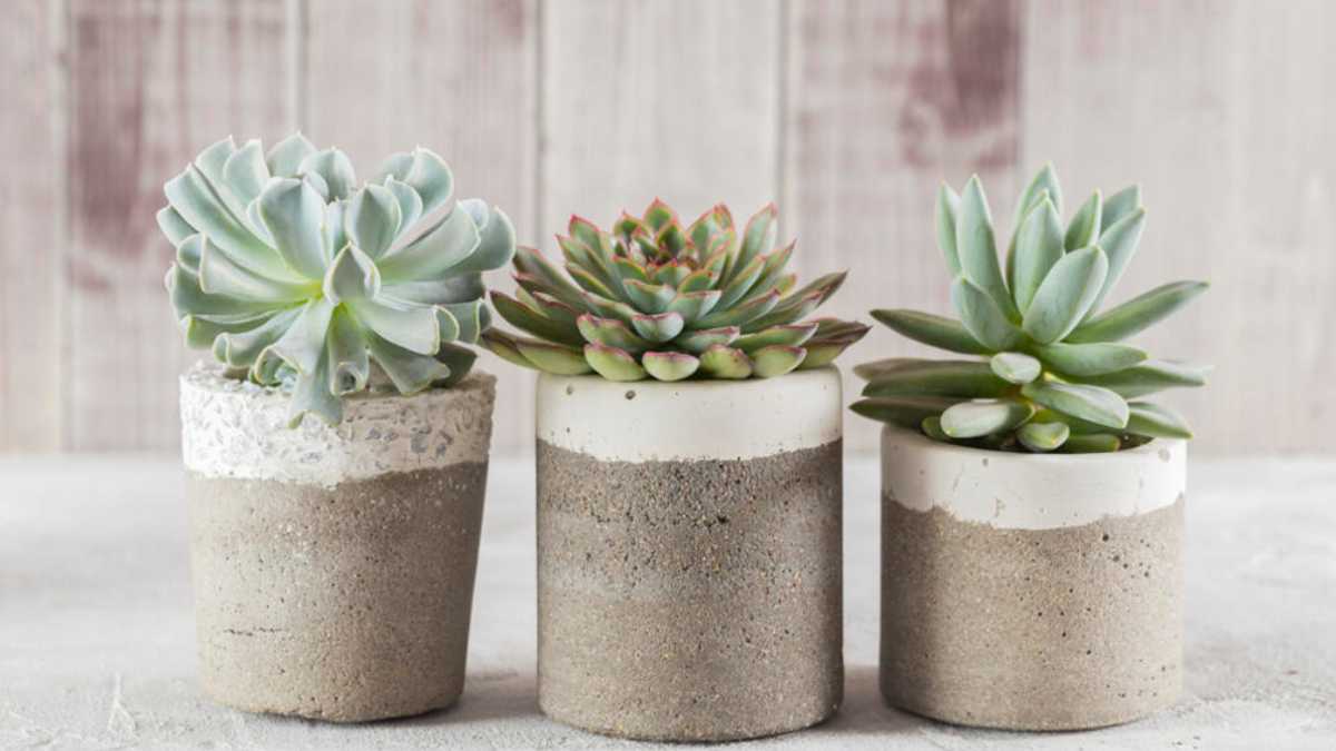 How to Care for Succulents (And Not Kill Them)