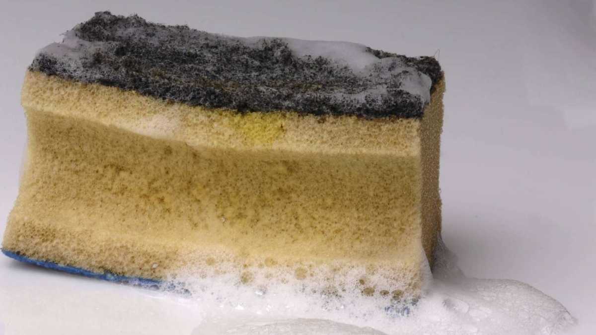 How to Clean a Sponge and Kill Bacteria