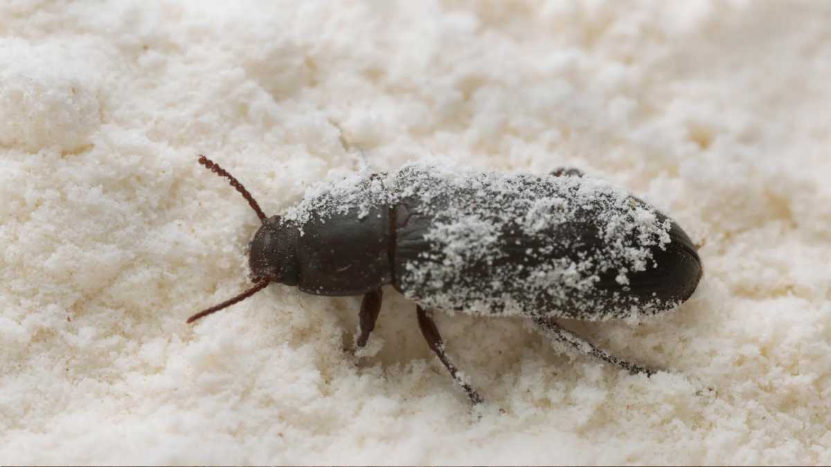 How to get rid of flour beetles