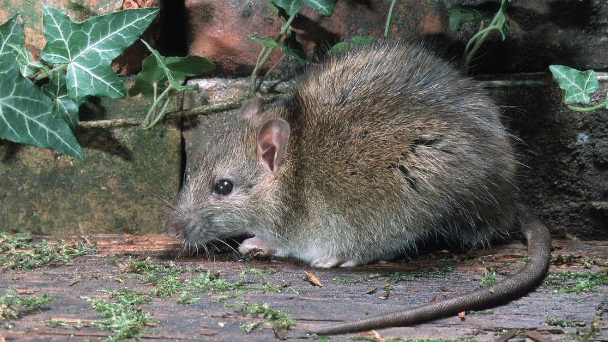 How to get rid of rats from your yard and prevent them from coming back