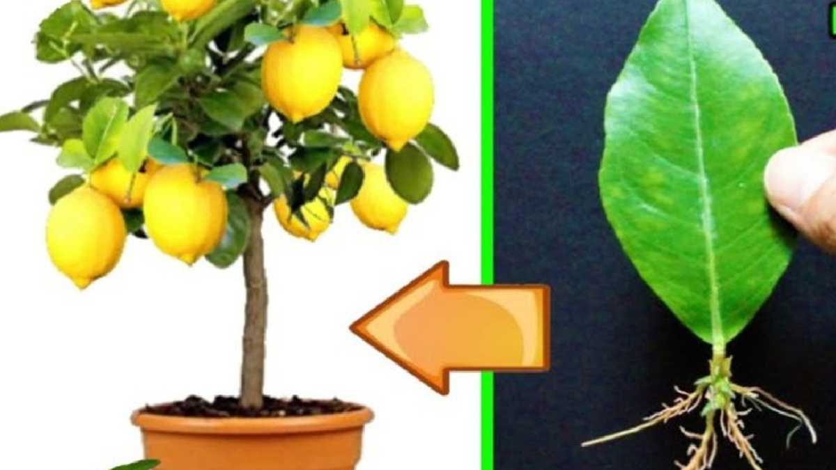 How to grow lemon trees from lemon leaves