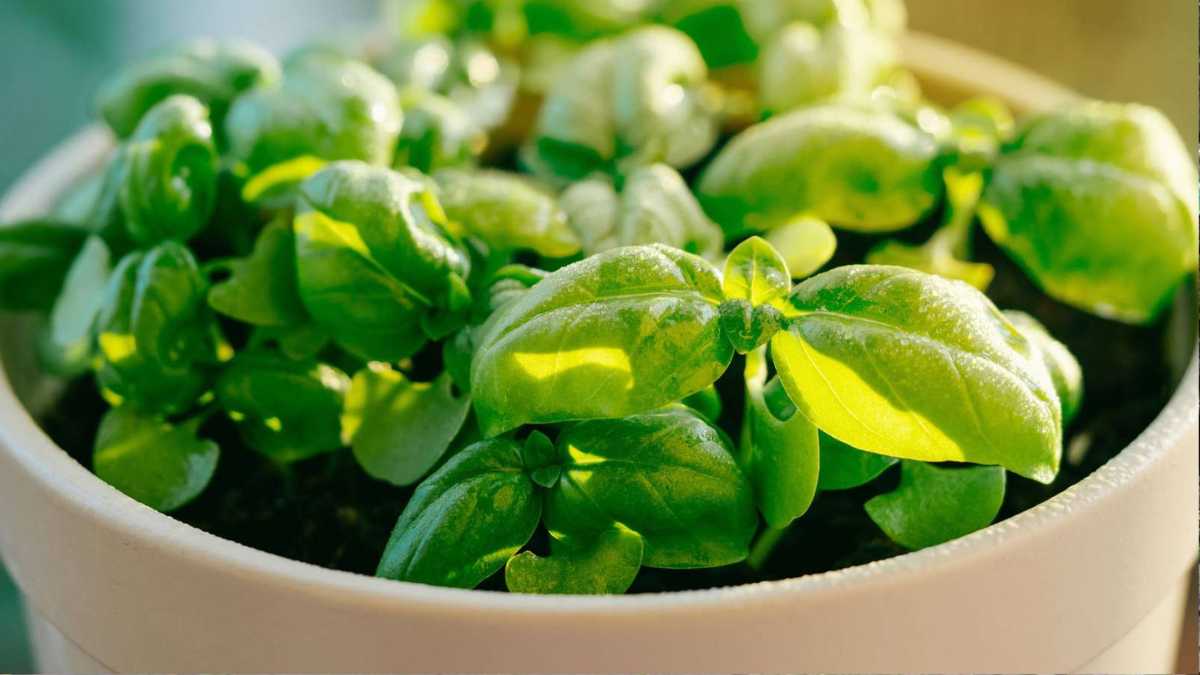How to Harvest Fresh Basil for Drying