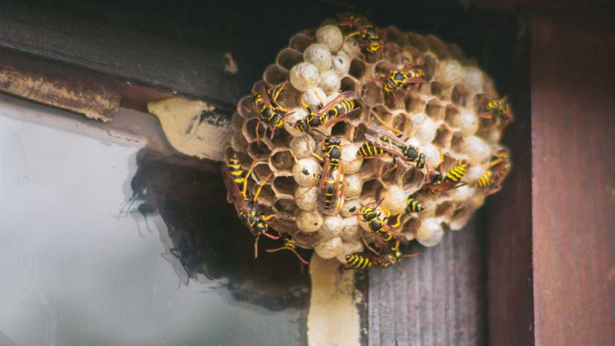 How to Prevent Wasps From Nesting on Your Porch