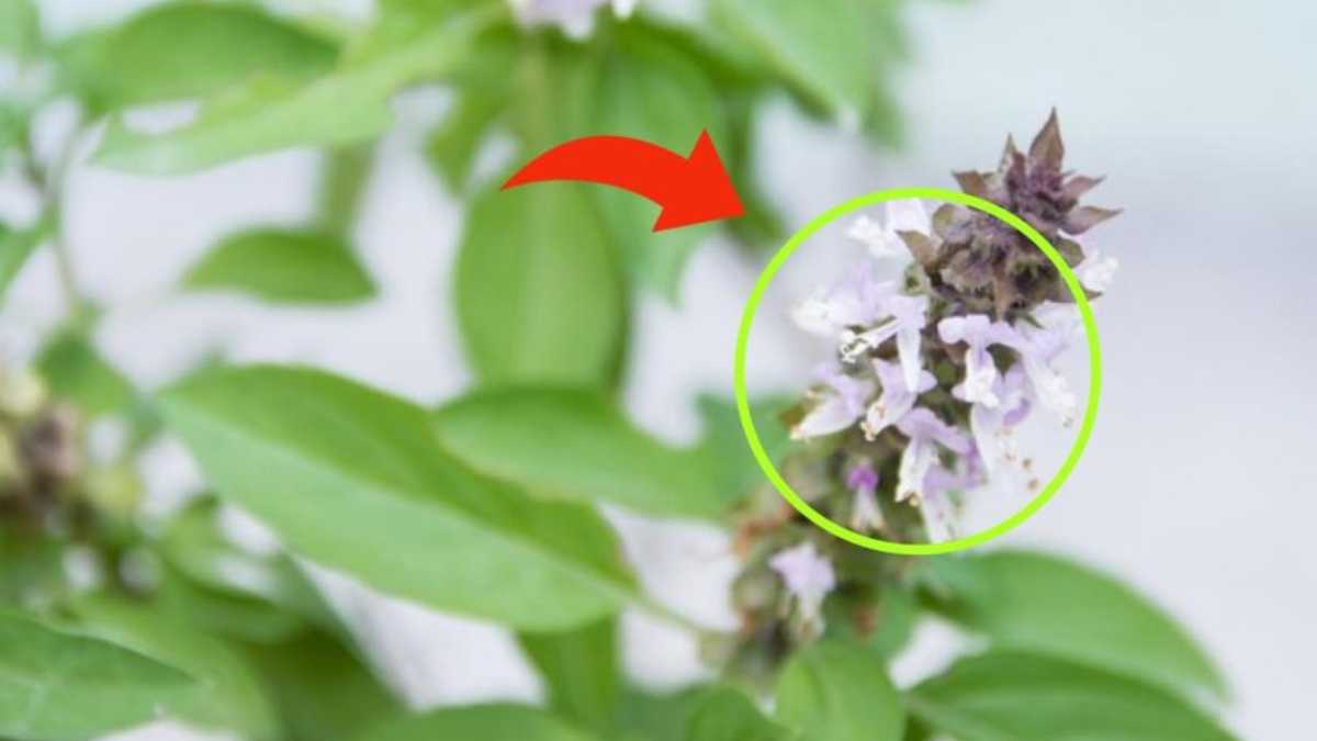 If your basil has flowers on the tips, don't throw them away: they're worth their weight in gold if you use them like this