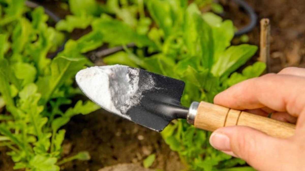 It not only keeps pests away, but also eliminates weeds: the "magic" ingredient