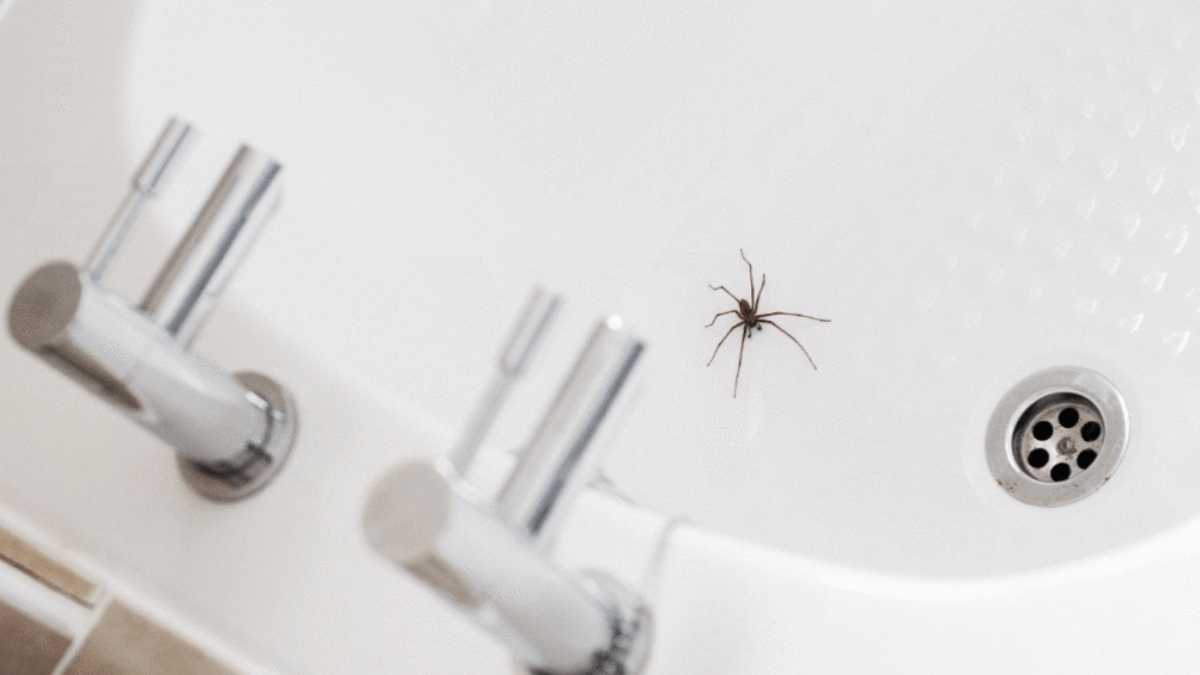 Natural Ways To Keep Spiders Out Of Your House!