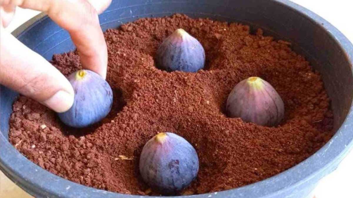 Plant 4 figs in a vase full of soil, you can not imagine what will happen shortly thereafter