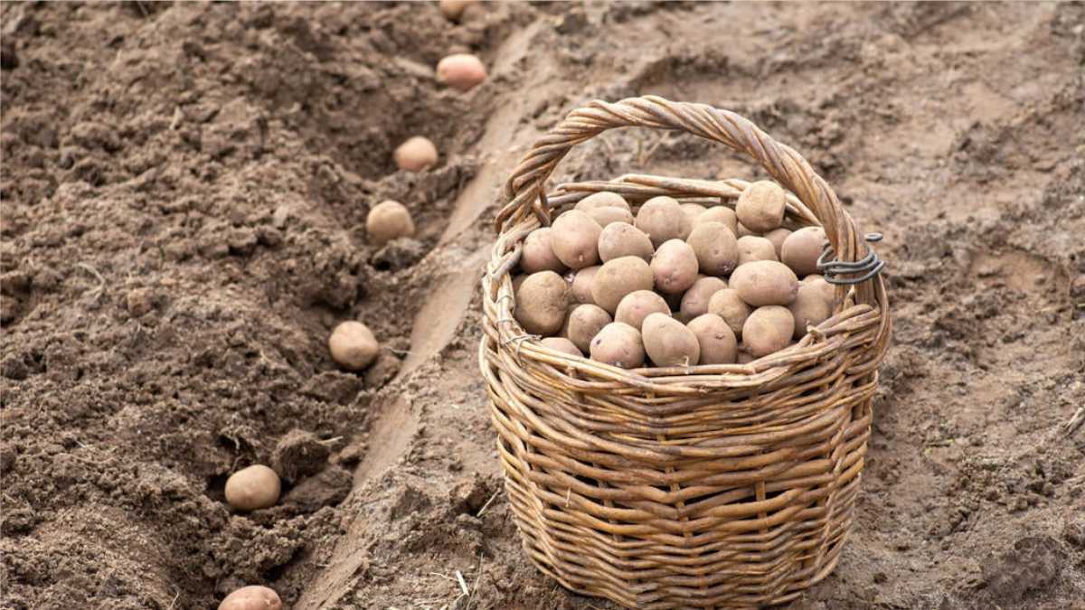 Planting Potatoes in September: Do You Know the Irish Method?